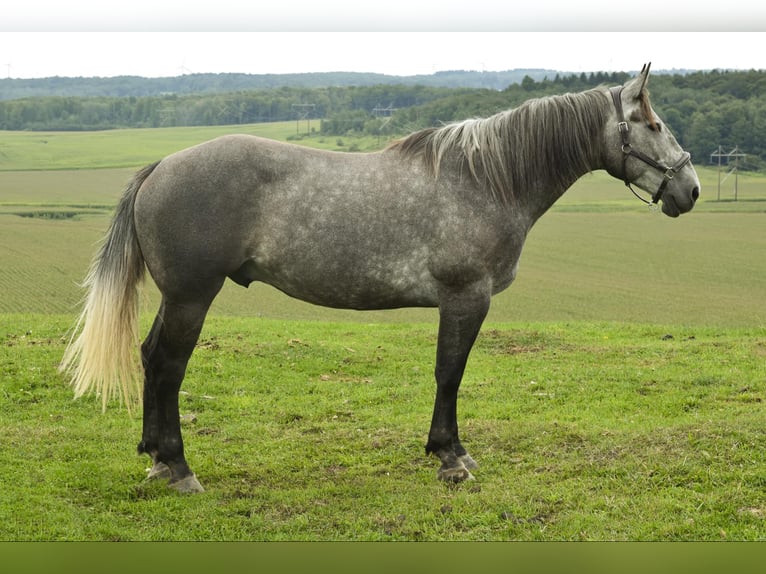 American Quarter Horse Wałach 5 lat 163 cm Siwa in Warsaw KY