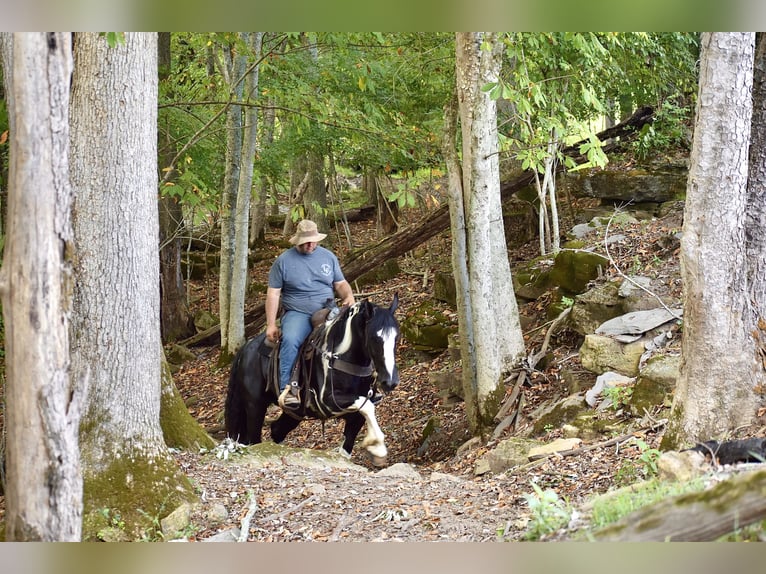 American Quarter Horse Mix Wałach 5 lat 163 cm in Crab Orchard, KY