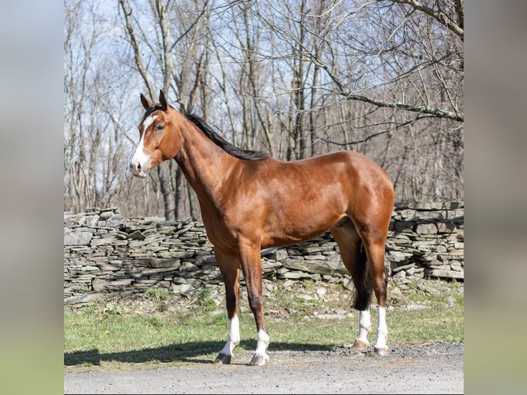 American Quarter Horse Wałach 5 lat 165 cm Gniada in Everett PA