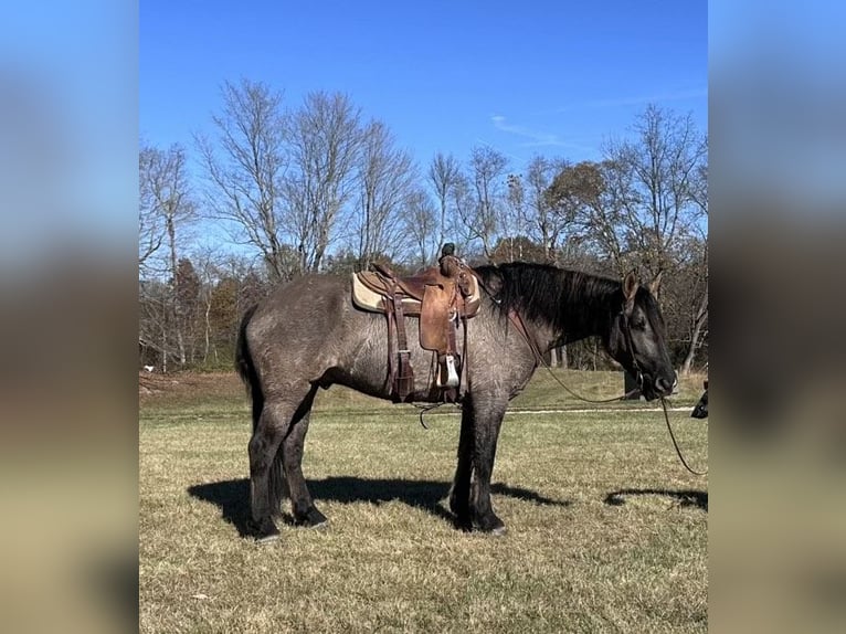 American Quarter Horse Wałach 5 lat 165 cm Grullo in Bloomington IN
