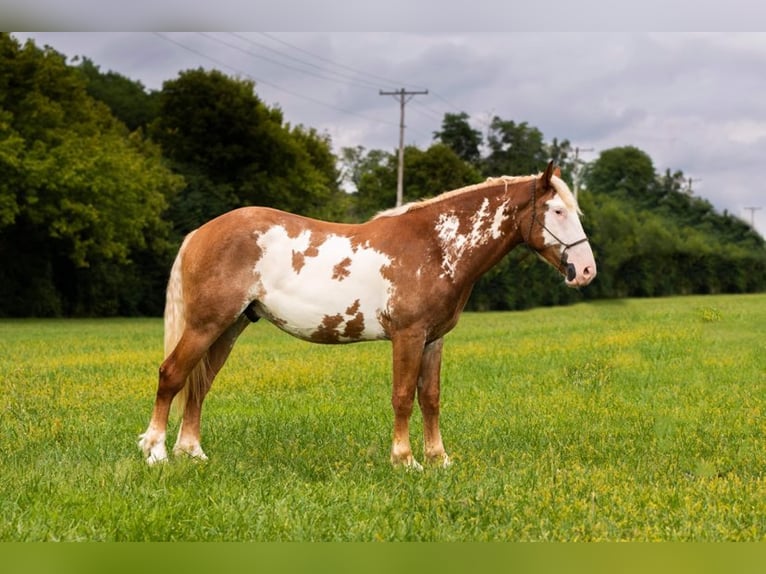 American Quarter Horse Wałach 5 lat 165 cm Overo wszelkich maści in Middletown OH