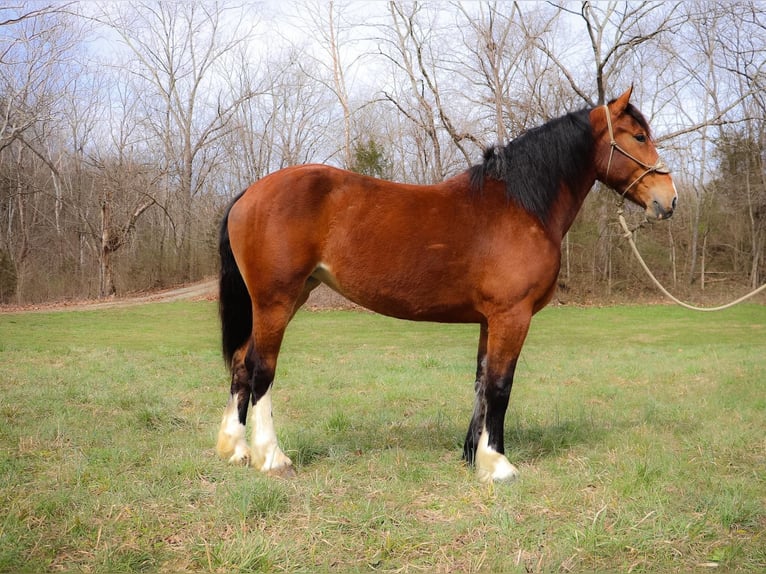 American Quarter Horse Wałach 5 lat 170 cm Gniada in Hillsboro KY