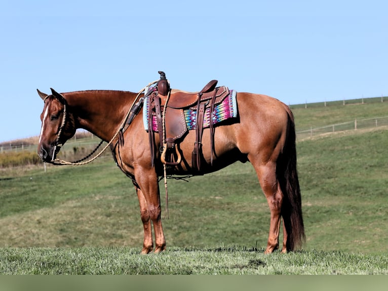 American Quarter Horse Wałach 5 lat Bułana in Millersburg