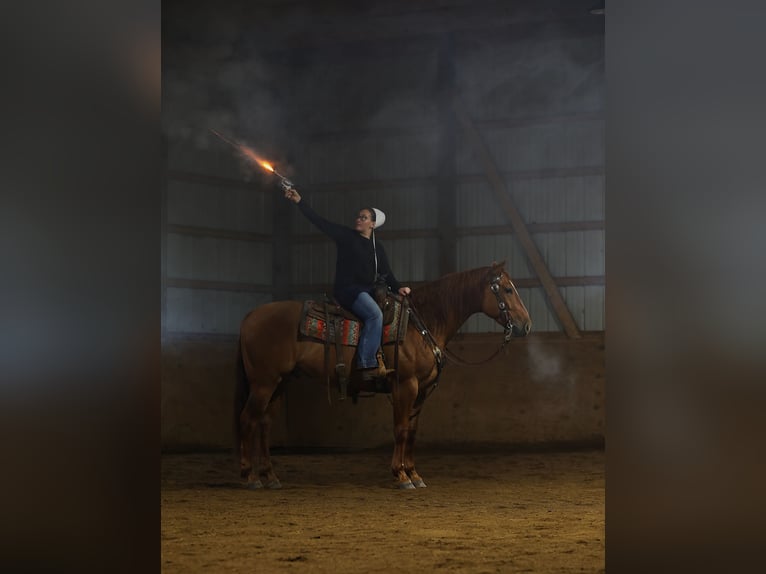 American Quarter Horse Wałach 5 lat Bułana in Millersburg