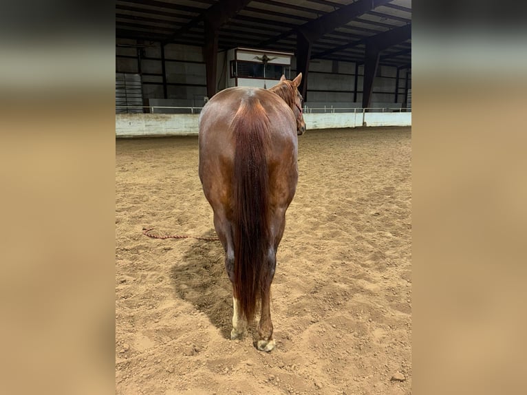 American Quarter Horse Wałach 5 lat Ciemnokasztanowata in Bolivar MO