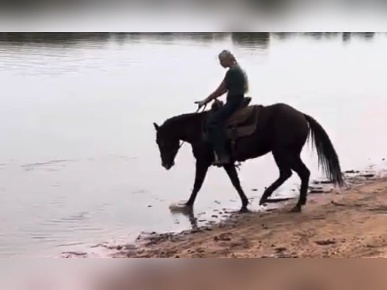 American Quarter Horse Wałach 5 lat Ciemnokasztanowata in Weatherford TX