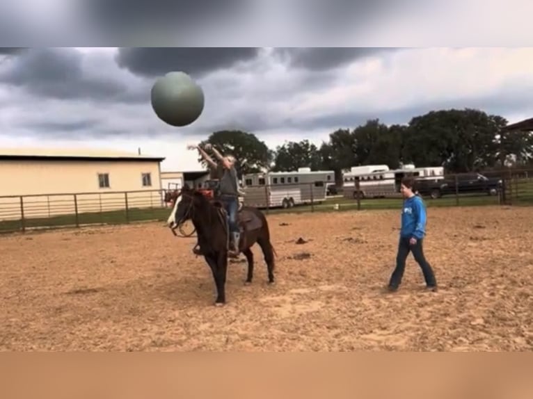 American Quarter Horse Wałach 5 lat Ciemnokasztanowata in Weatherford TX