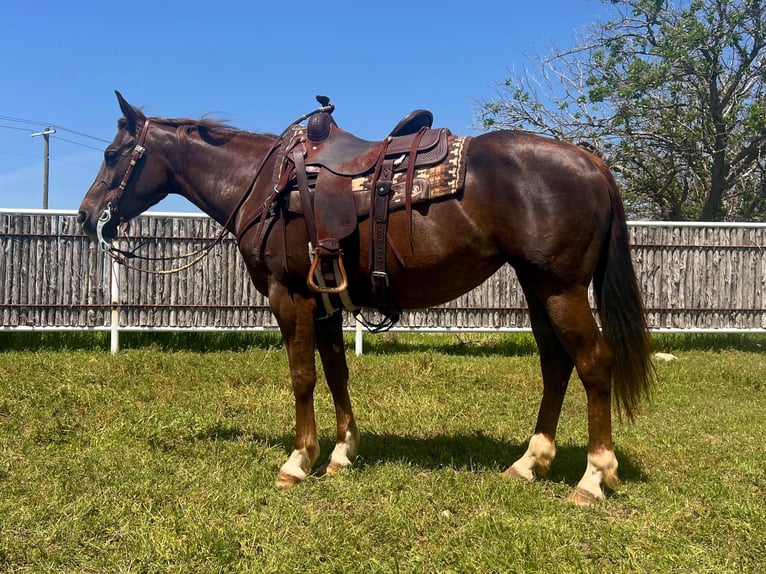 American Quarter Horse Wałach 5 lat Ciemnokasztanowata in Weatherford TX