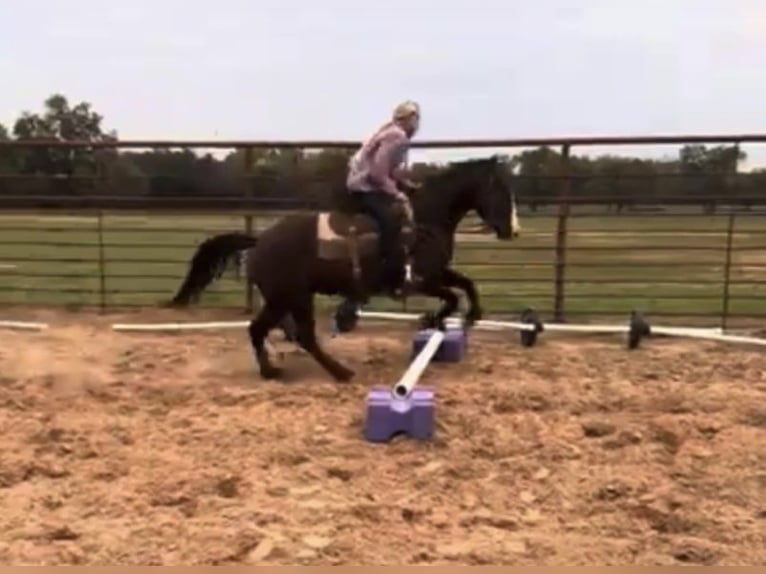 American Quarter Horse Wałach 5 lat Ciemnokasztanowata in Weatherford TX