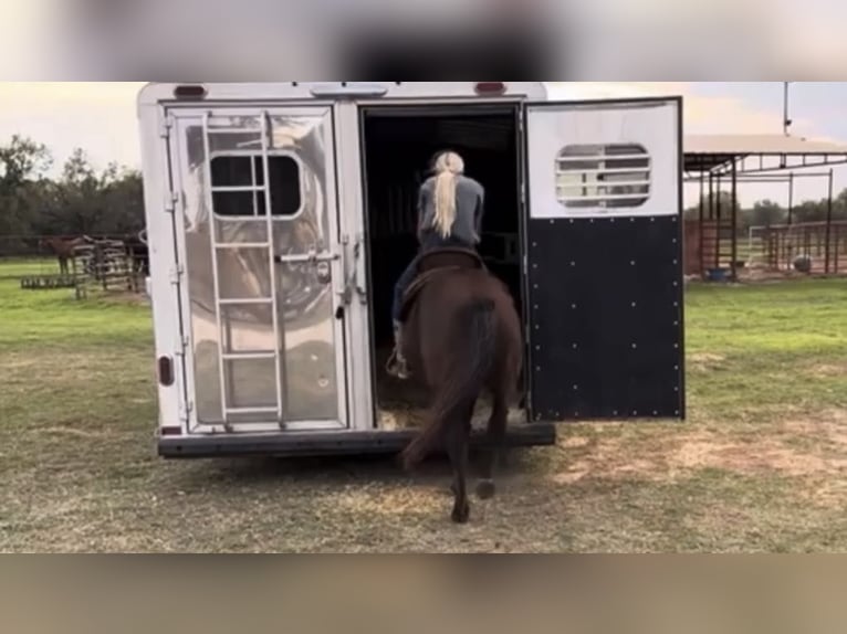 American Quarter Horse Wałach 5 lat Ciemnokasztanowata in Weatherford TX