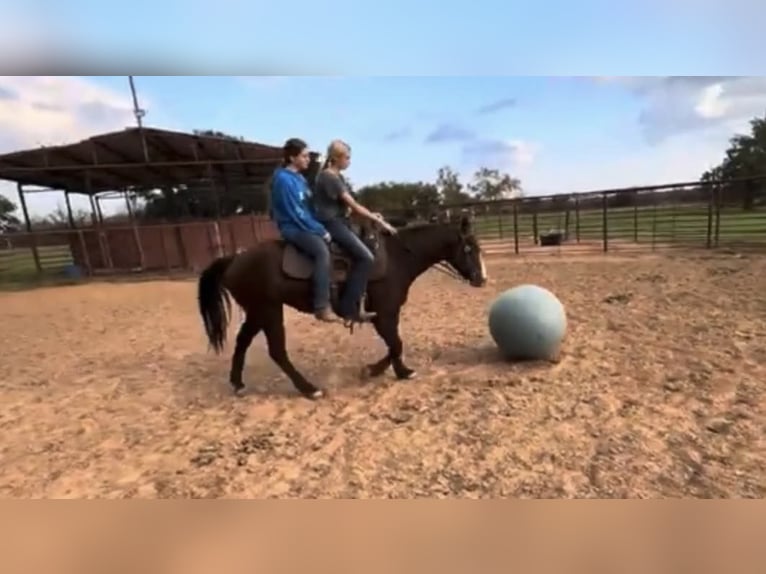 American Quarter Horse Wałach 5 lat Ciemnokasztanowata in Weatherford TX