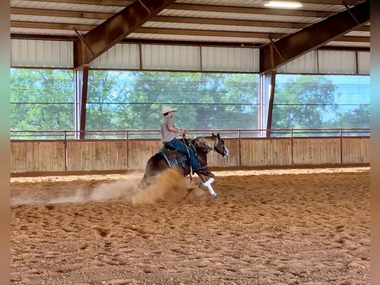 American Quarter Horse Wałach 5 lat Cisawa in Whitesboro, TX