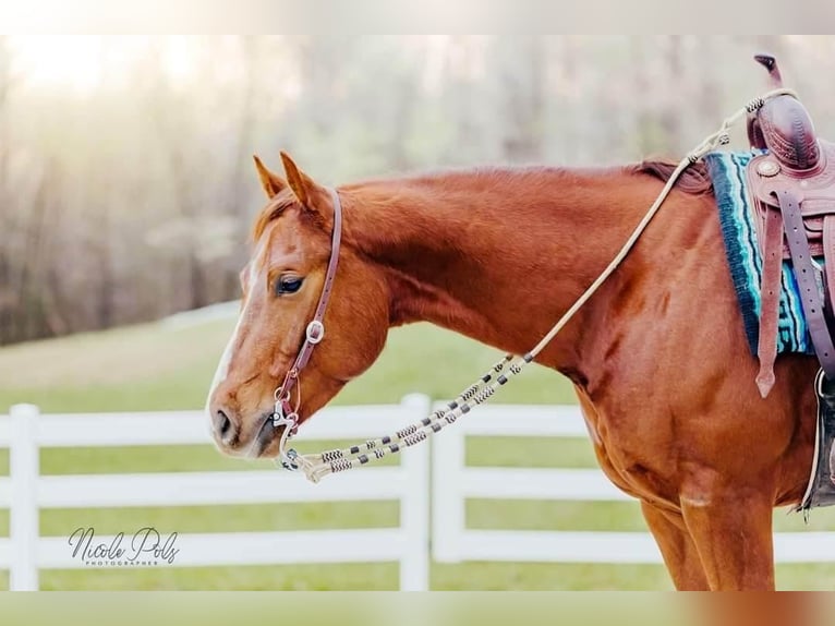 American Quarter Horse Wałach 5 lat Cisawa in Chatsworth, GA