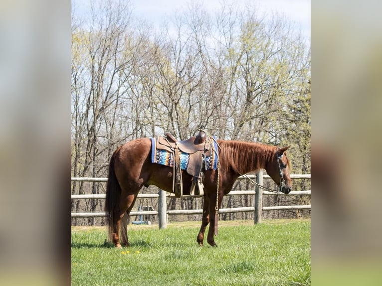 American Quarter Horse Wałach 5 lat Cisawa in Sedalia, MO