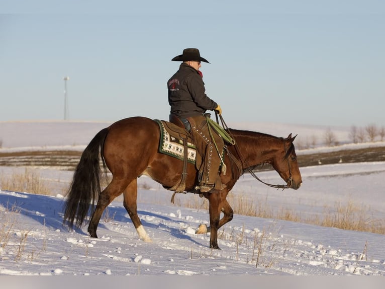 American Quarter Horse Wałach 5 lat Gniada in Bernard, IA