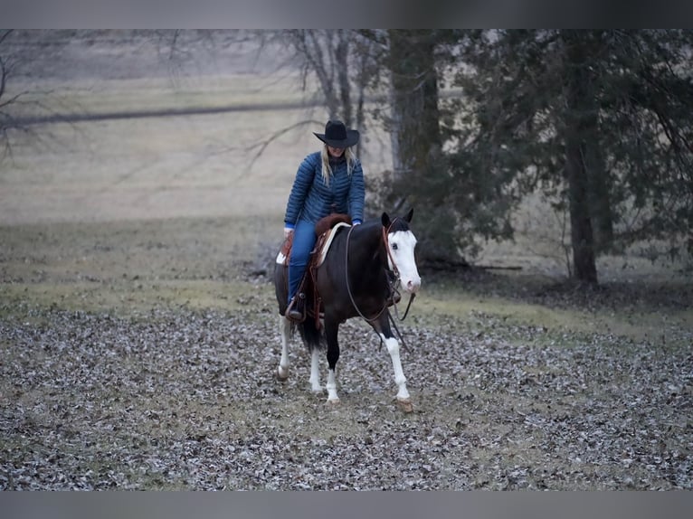 American Quarter Horse Wałach 5 lat Gniada in Cannon Falls