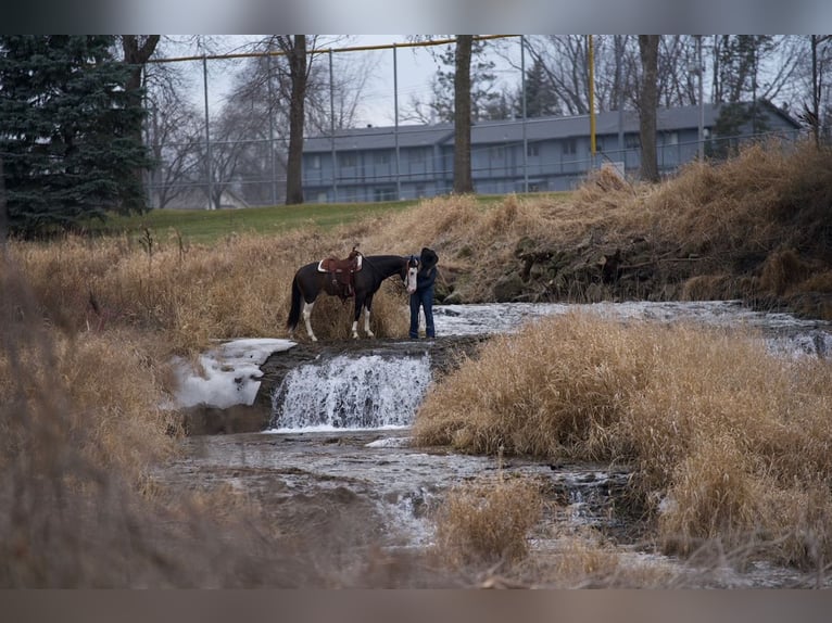 American Quarter Horse Wałach 5 lat Gniada in Cannon Falls