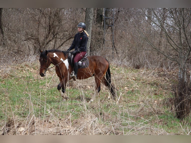 American Quarter Horse Wałach 5 lat Gniada in HIghland MI