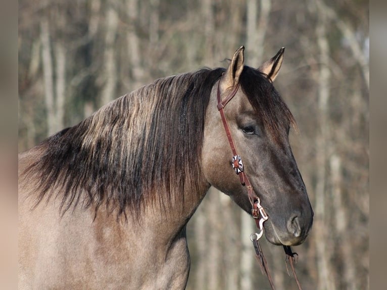 American Quarter Horse Wałach 5 lat Grullo in Mount Vernon