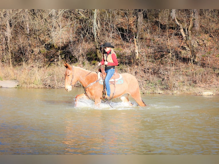 American Quarter Horse Wałach 5 lat Izabelowata in Flemmngsburg Ky