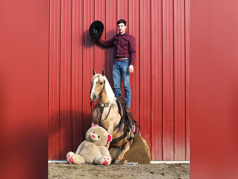 American Quarter Horse Wałach 5 lat Izabelowata in Millersburg