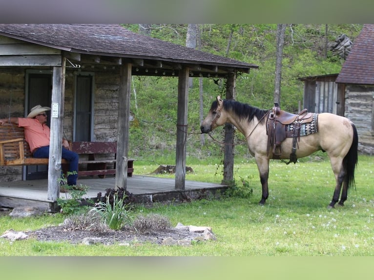 American Quarter Horse Wałach 5 lat Jelenia in Buffalo, MO