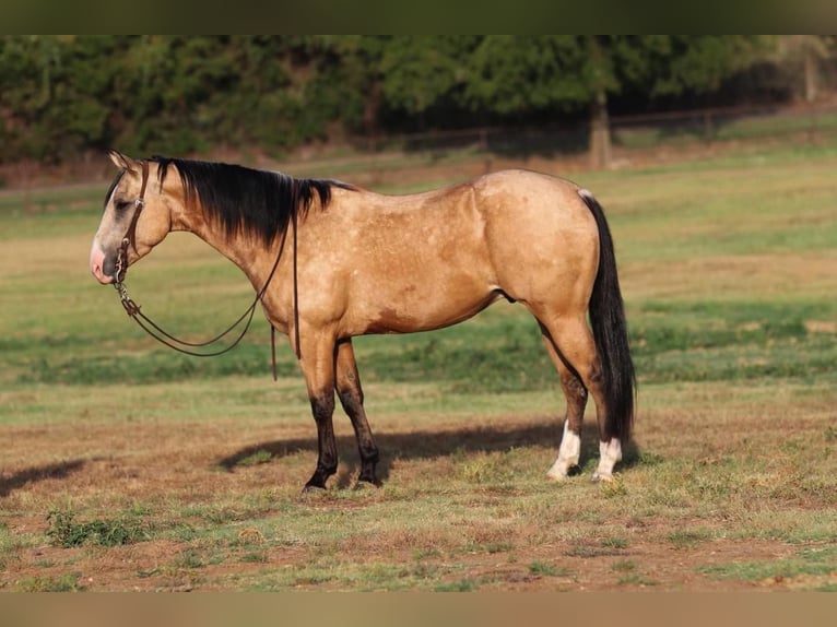 American Quarter Horse Wałach 5 lat Jelenia in Joshua, TX