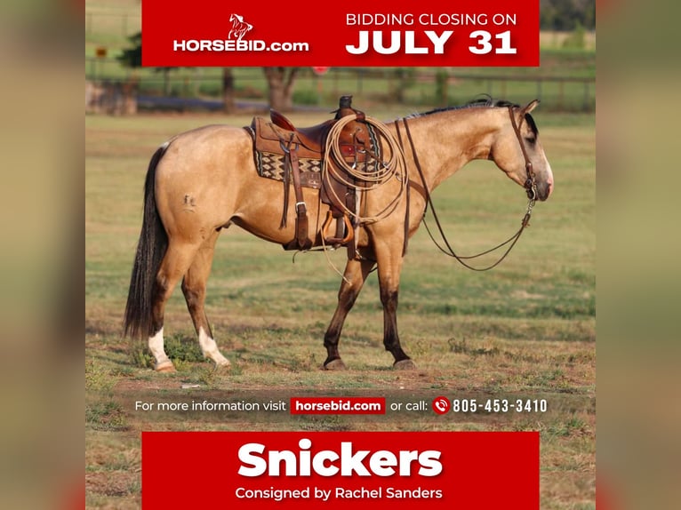 American Quarter Horse Wałach 5 lat Jelenia in Joshua, TX