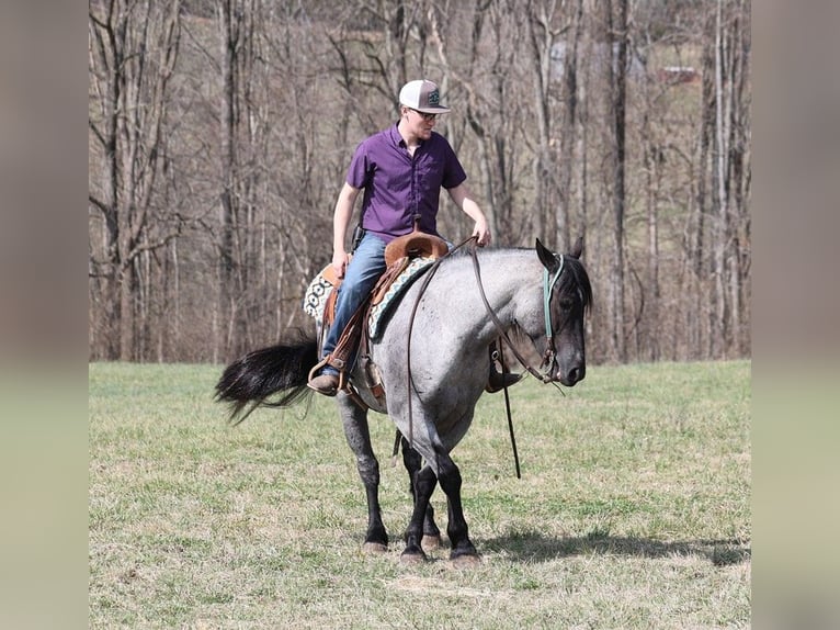 American Quarter Horse Wałach 5 lat Karodereszowata in Mount Vernon