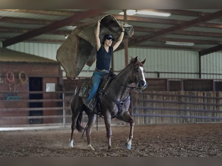 American Quarter Horse Wałach 5 lat Kasztanowatodereszowata in Addison, TX