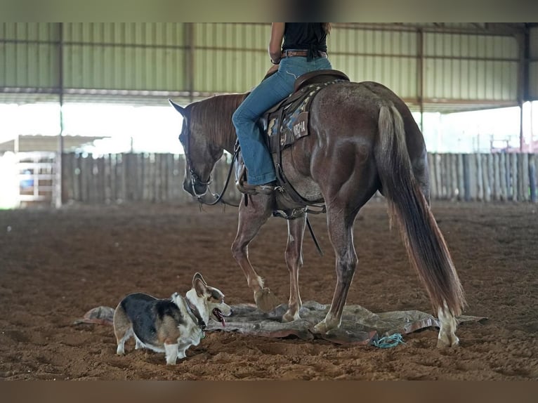 American Quarter Horse Wałach 5 lat Kasztanowatodereszowata in Addison, TX