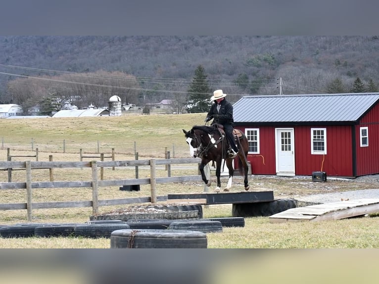 American Quarter Horse Wałach 5 lat in Rebersburg, PA