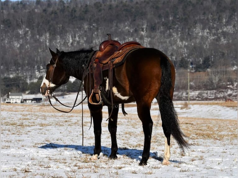 American Quarter Horse Wałach 5 lat in Rebersburg, PA