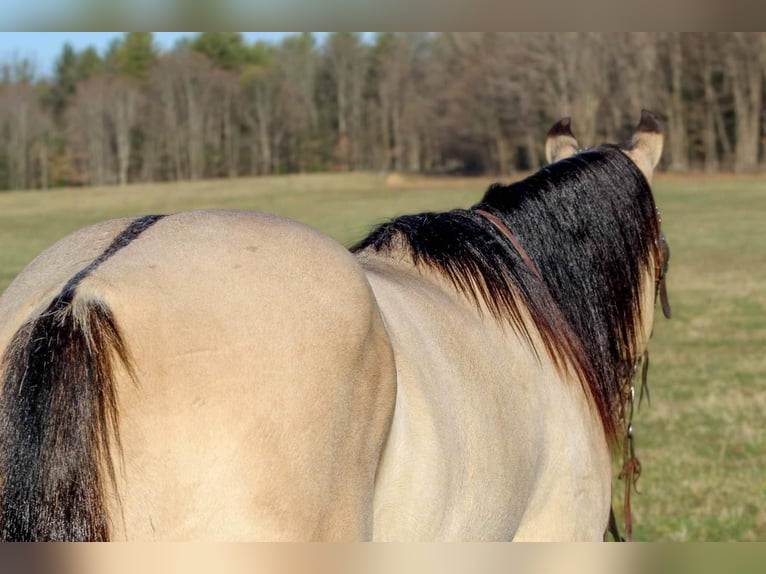 American Quarter Horse Wałach 5 lat in Shippenville, PA