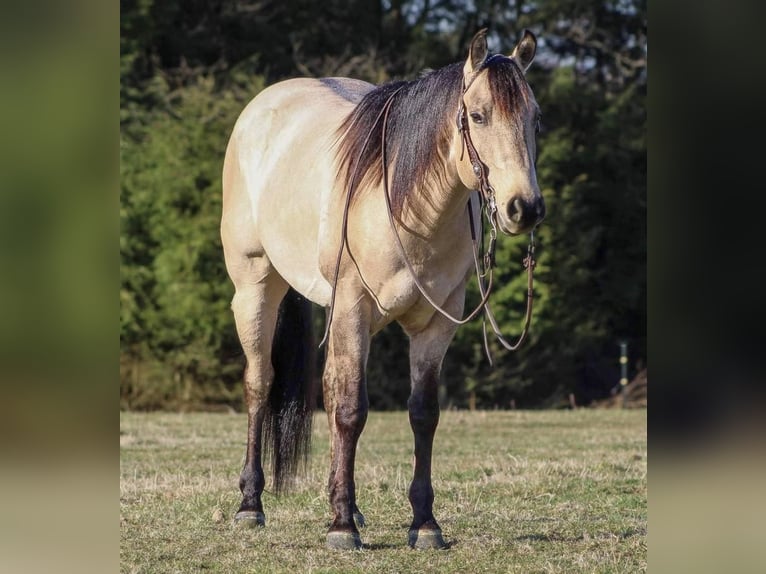 American Quarter Horse Wałach 5 lat in Shippenville, PA