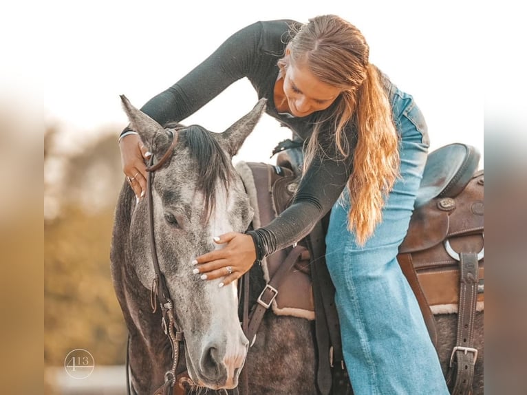 American Quarter Horse Wałach 5 lat Siwa jabłkowita in Weatherford, TX