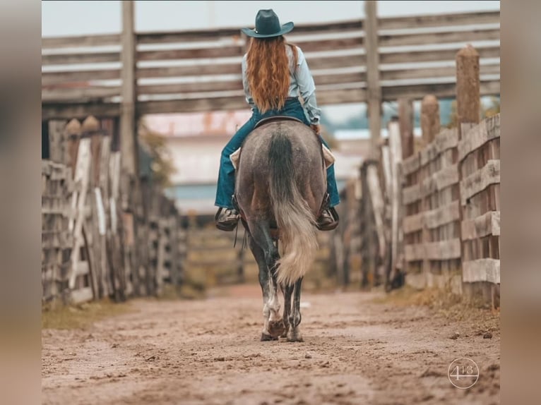 American Quarter Horse Wałach 5 lat Siwa jabłkowita in Weatherford, TX