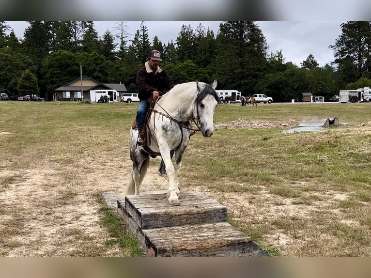 American Quarter Horse Wałach 5 lat Siwa in Paicines CA