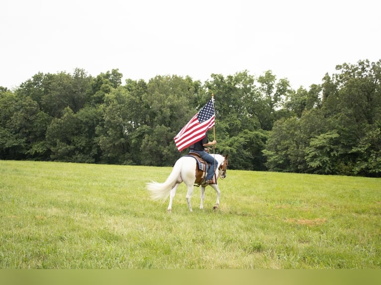 American Quarter Horse Wałach 5 lat Srokata in Sedalia, MO