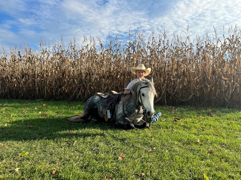 American Quarter Horse Wałach 6 lat 122 cm Siwa jabłkowita in Oakley MI