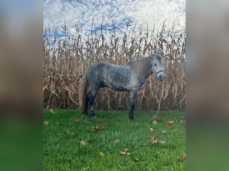 American Quarter Horse Wałach 6 lat 122 cm Siwa jabłkowita in Oakley MI