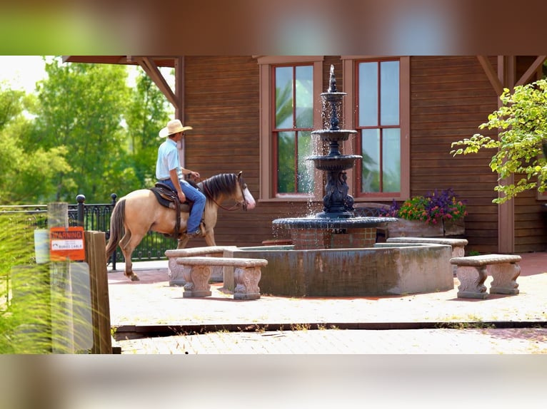 American Quarter Horse Wałach 6 lat 132 cm Jelenia in Canyon TX