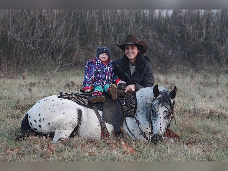 American Quarter Horse Wałach 6 lat 132 cm Siwa in North Judson In