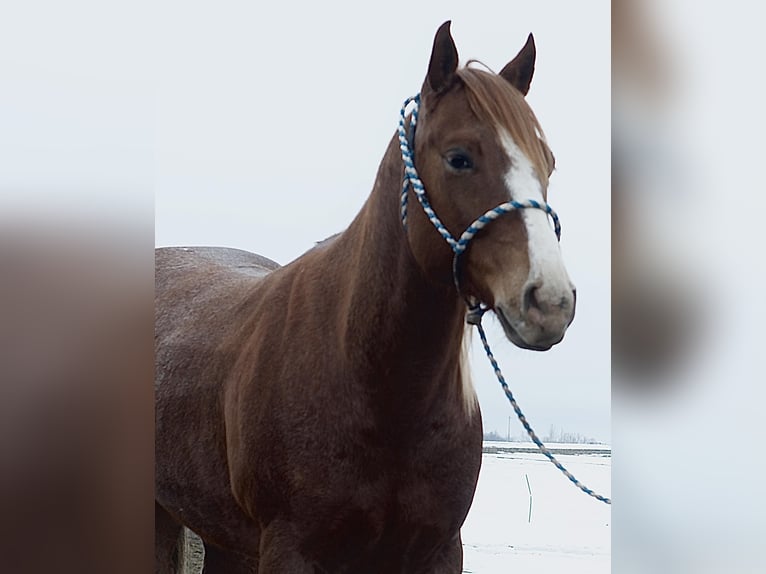American Quarter Horse Wałach 6 lat 140 cm Kasztanowatodereszowata in Joy