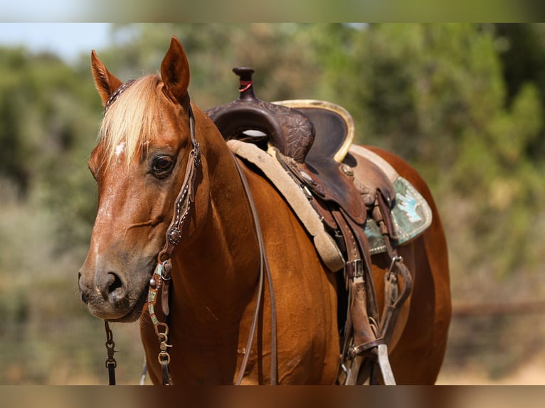 American Quarter Horse Wałach 6 lat 142 cm Ciemnokasztanowata in Valley Srings CA