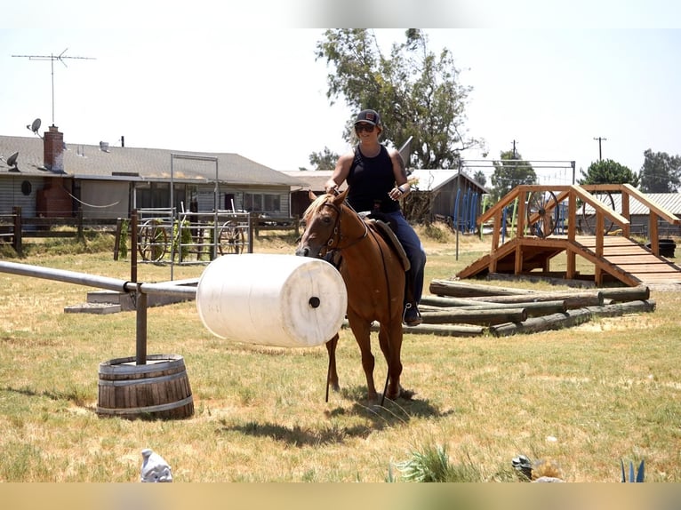 American Quarter Horse Wałach 6 lat 142 cm Ciemnokasztanowata in Valley Srings CA