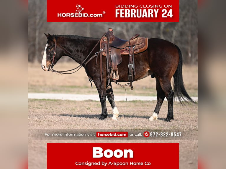 American Quarter Horse Wałach 6 lat 142 cm Gniada in Kaufman, TX