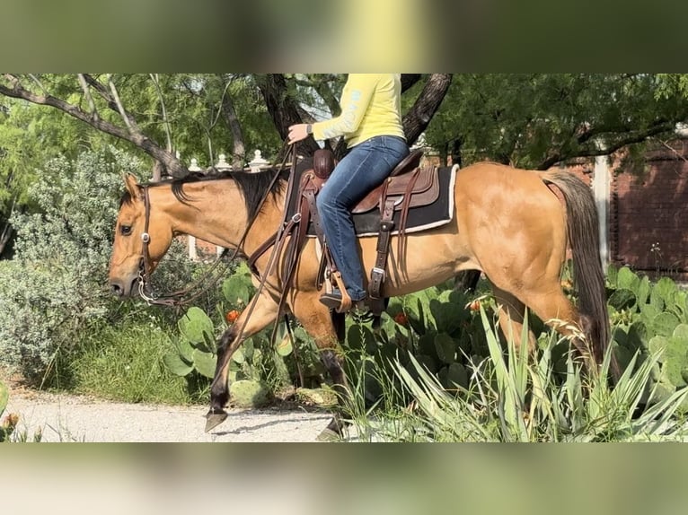 American Quarter Horse Wałach 6 lat 145 cm Bułana in Weatherford TX