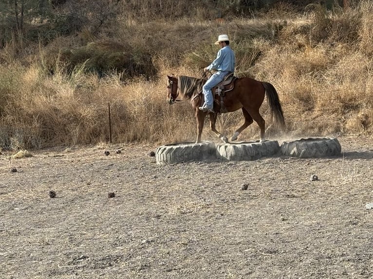 American Quarter Horse Wałach 6 lat 147 cm Ciemnokasztanowata in Paicines CA