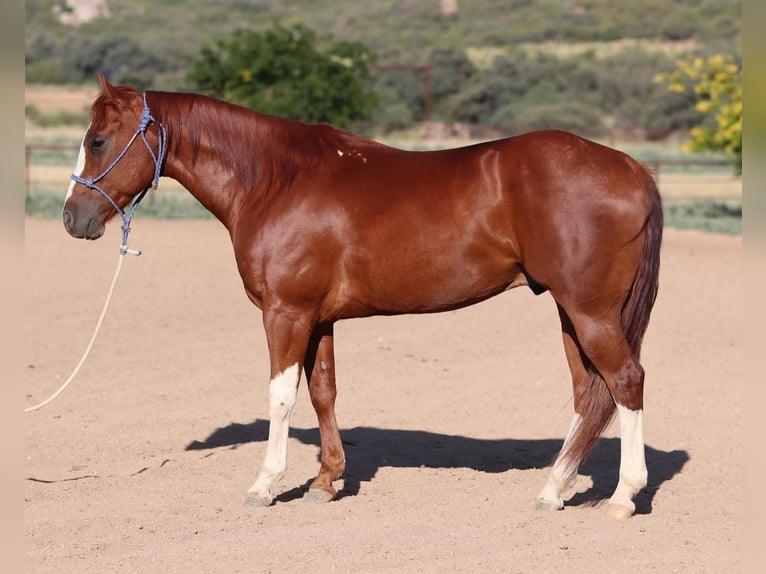 American Quarter Horse Wałach 6 lat 147 cm Cisawa in Dewey, AZ